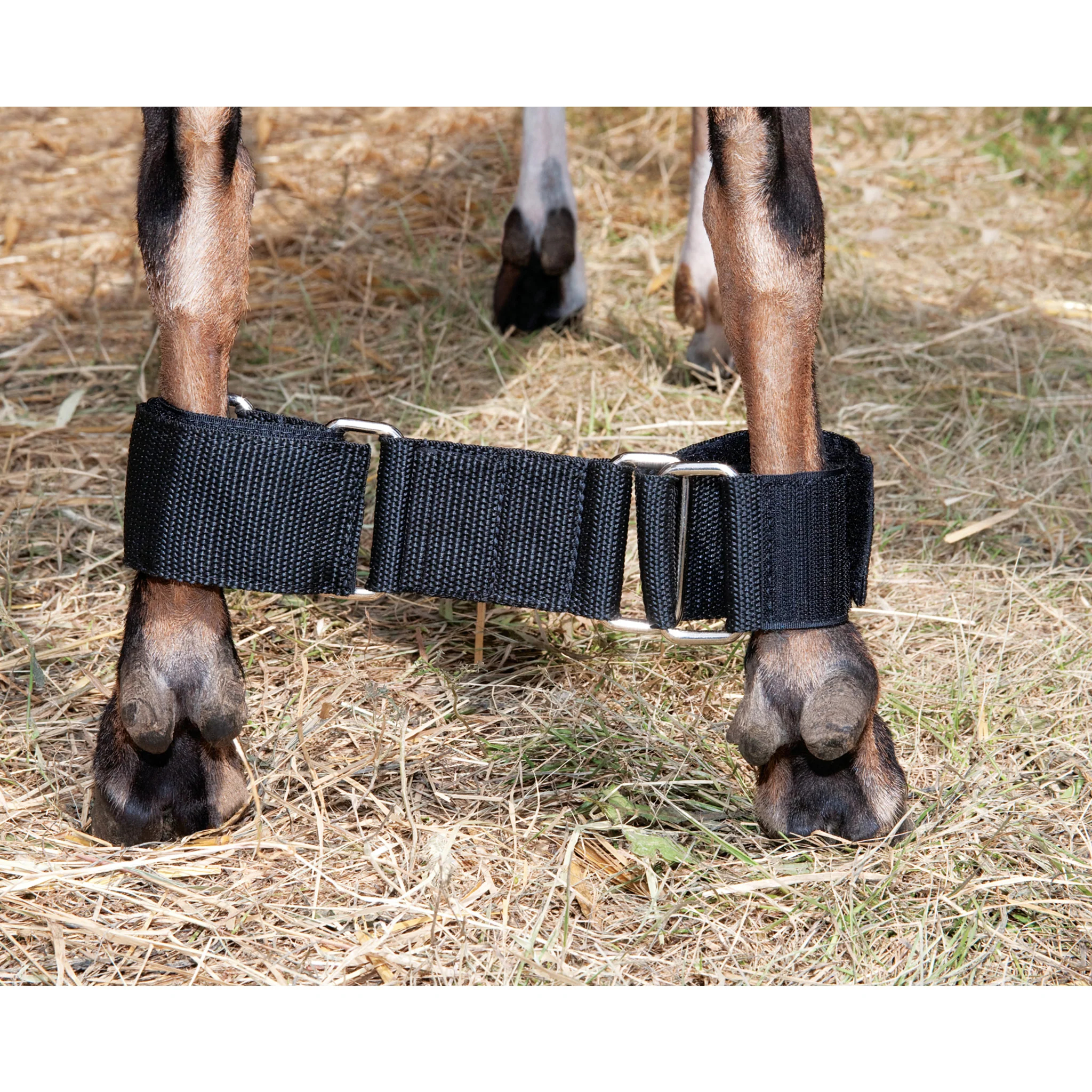 Adjustable Goat Hobbles - Image 2