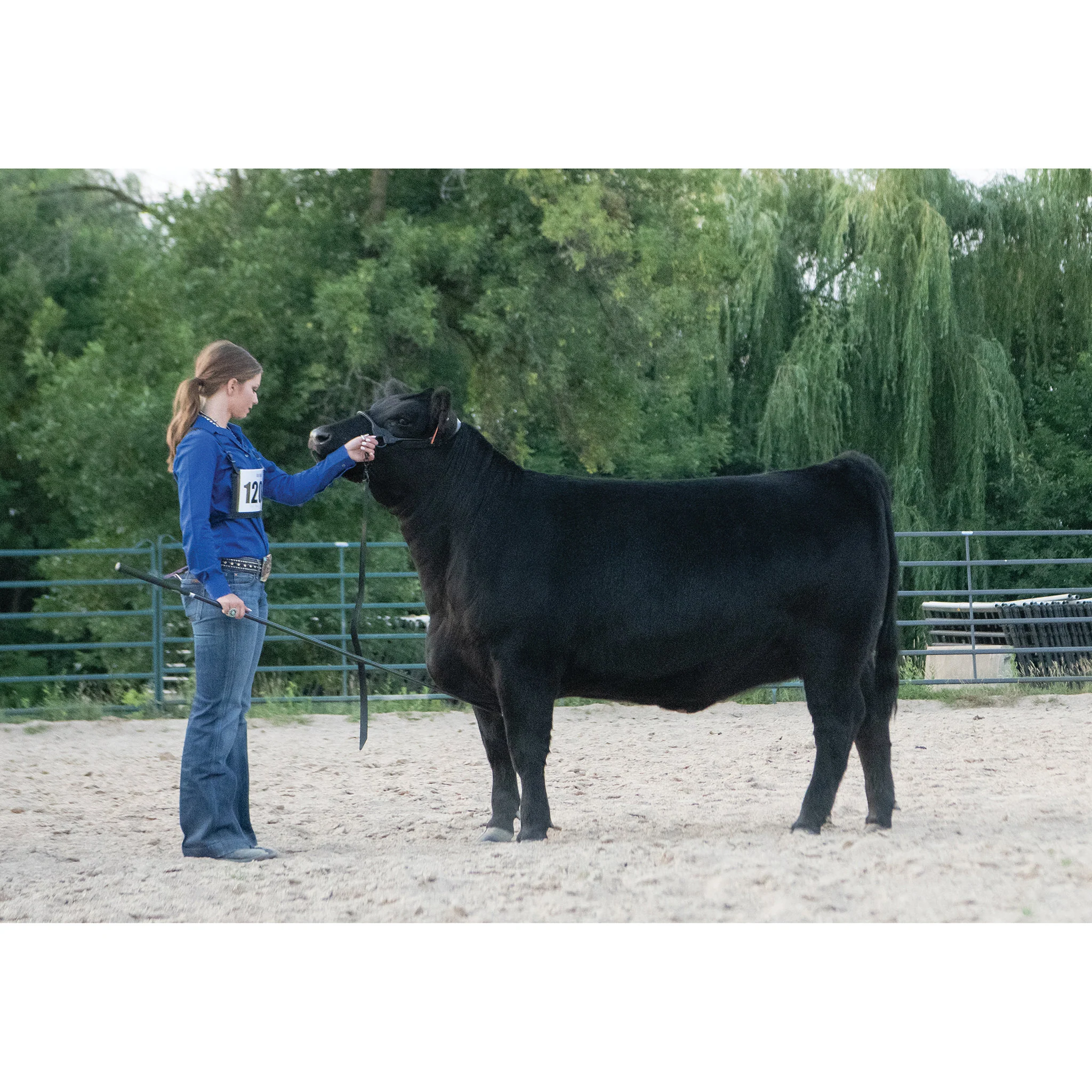 Black Magic Show Halter - Image 5