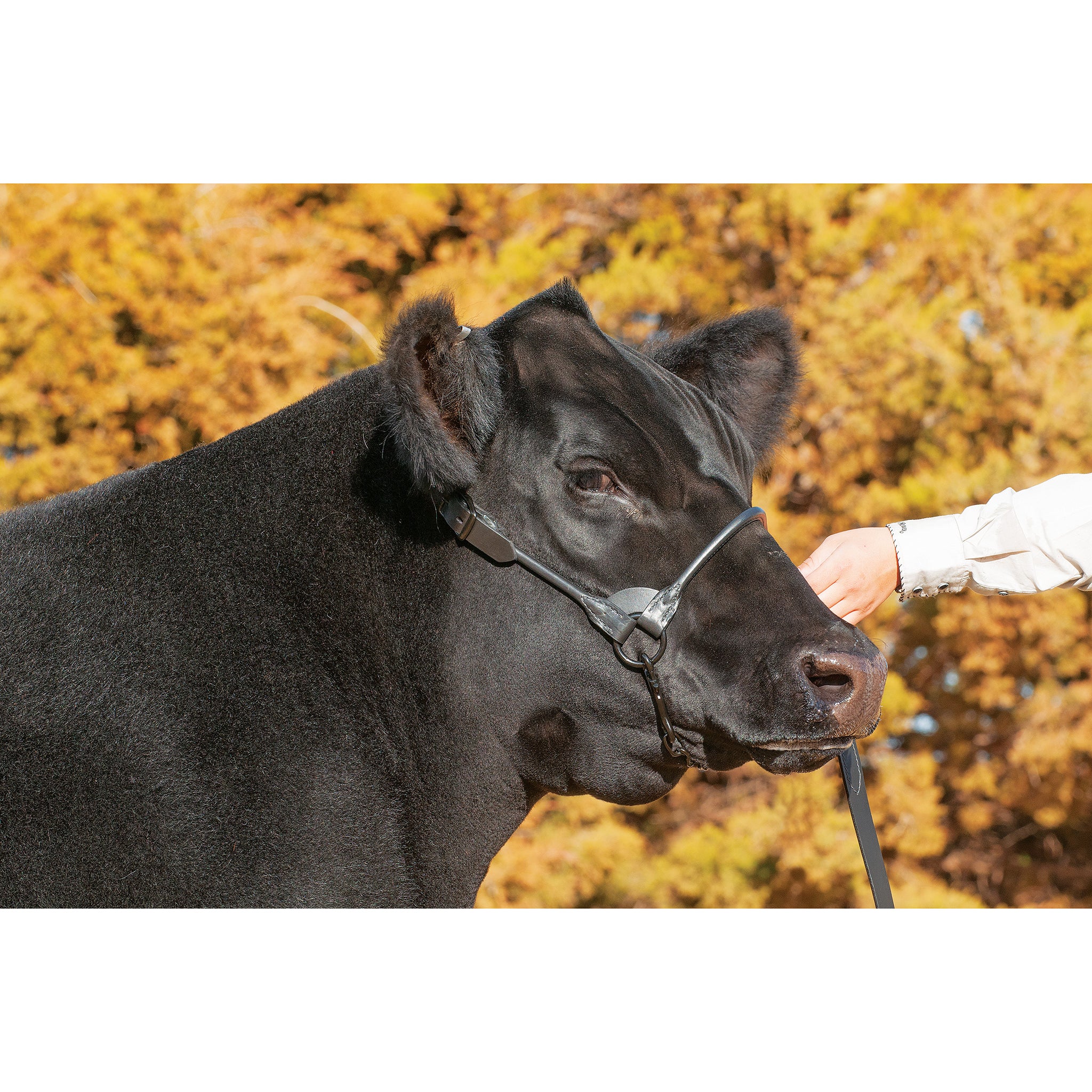 Black Magic Show Halter - Image 6