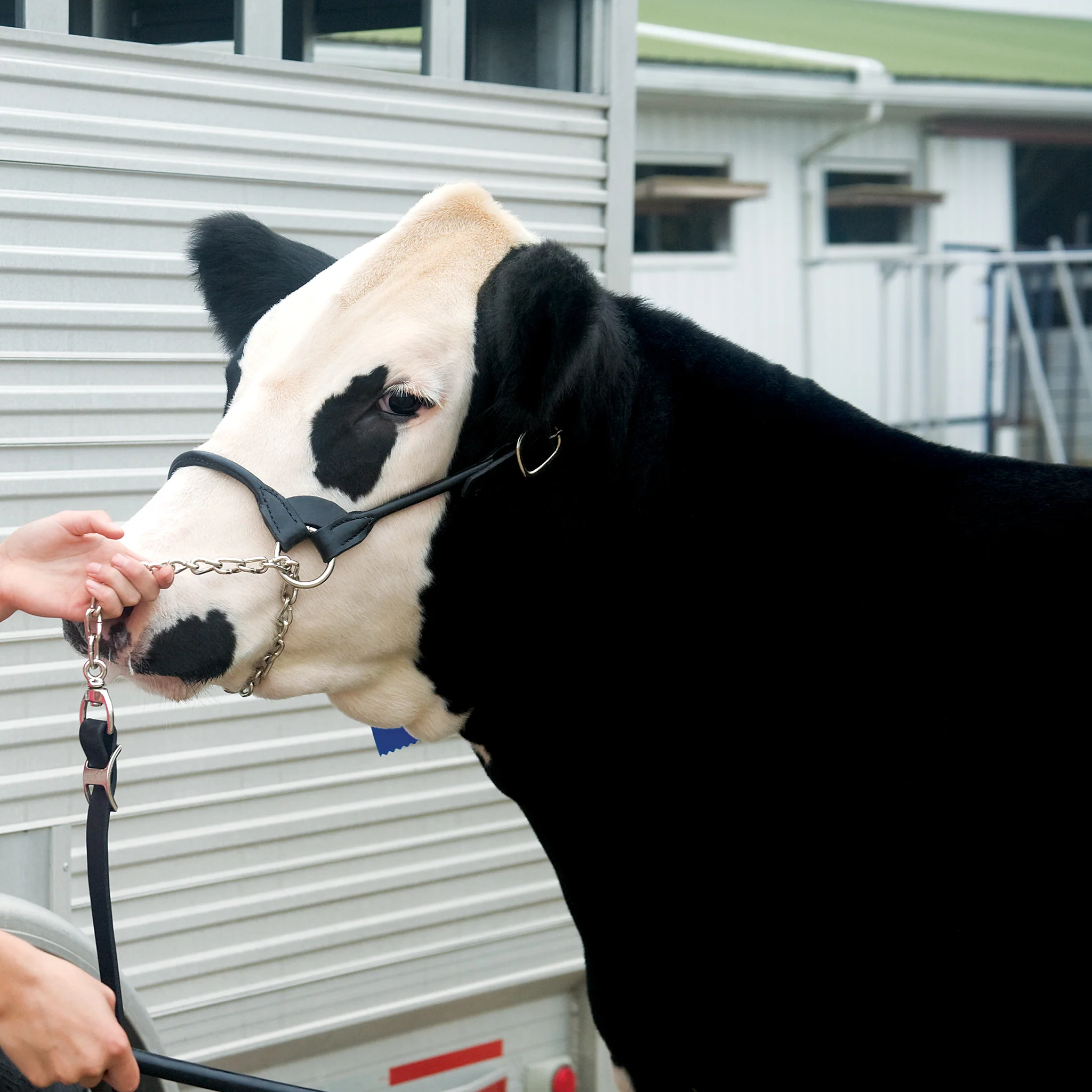 Dairy/Beef Rounded Show Halter - Image 2