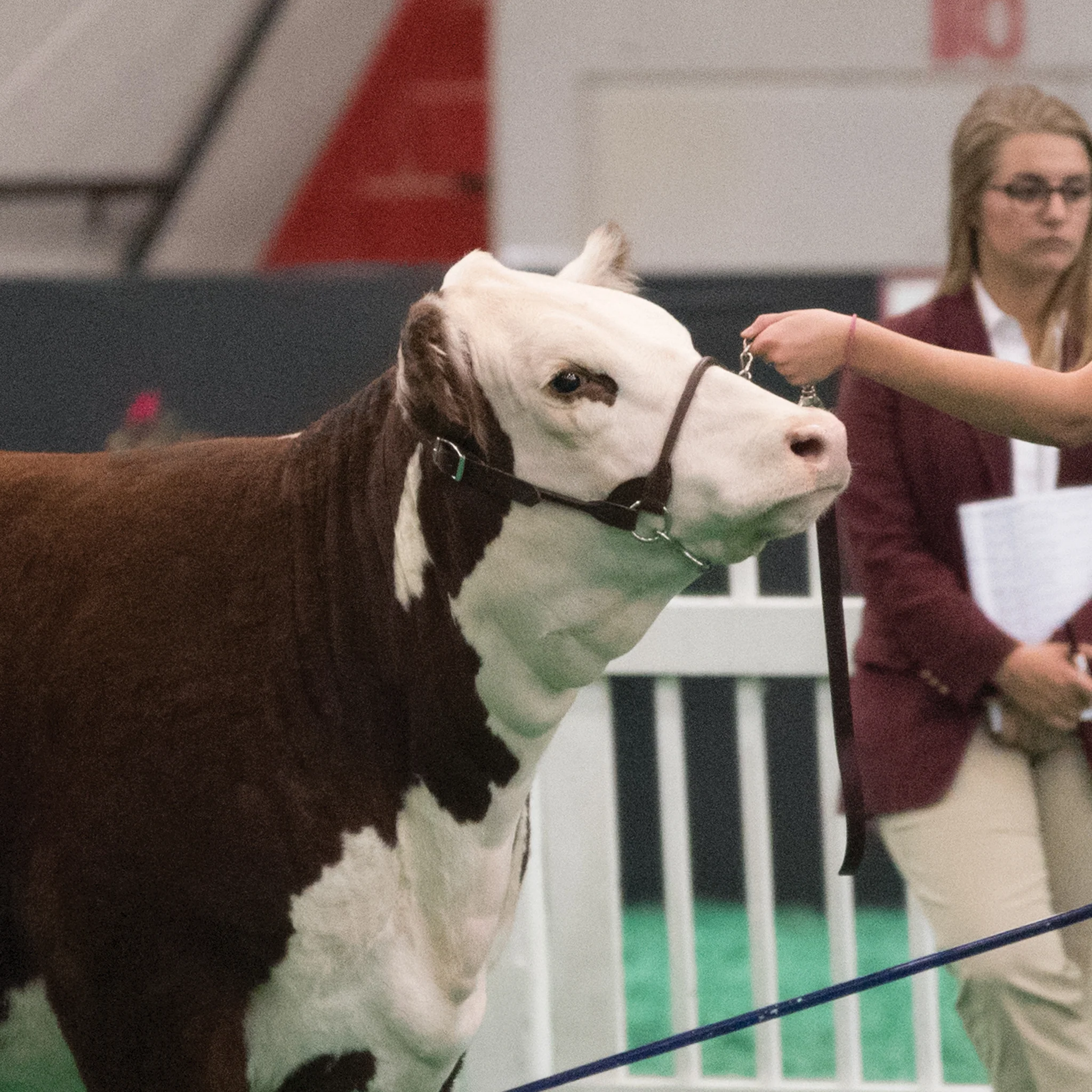 Dairy/Beef Rounded Show Halter - Image 4