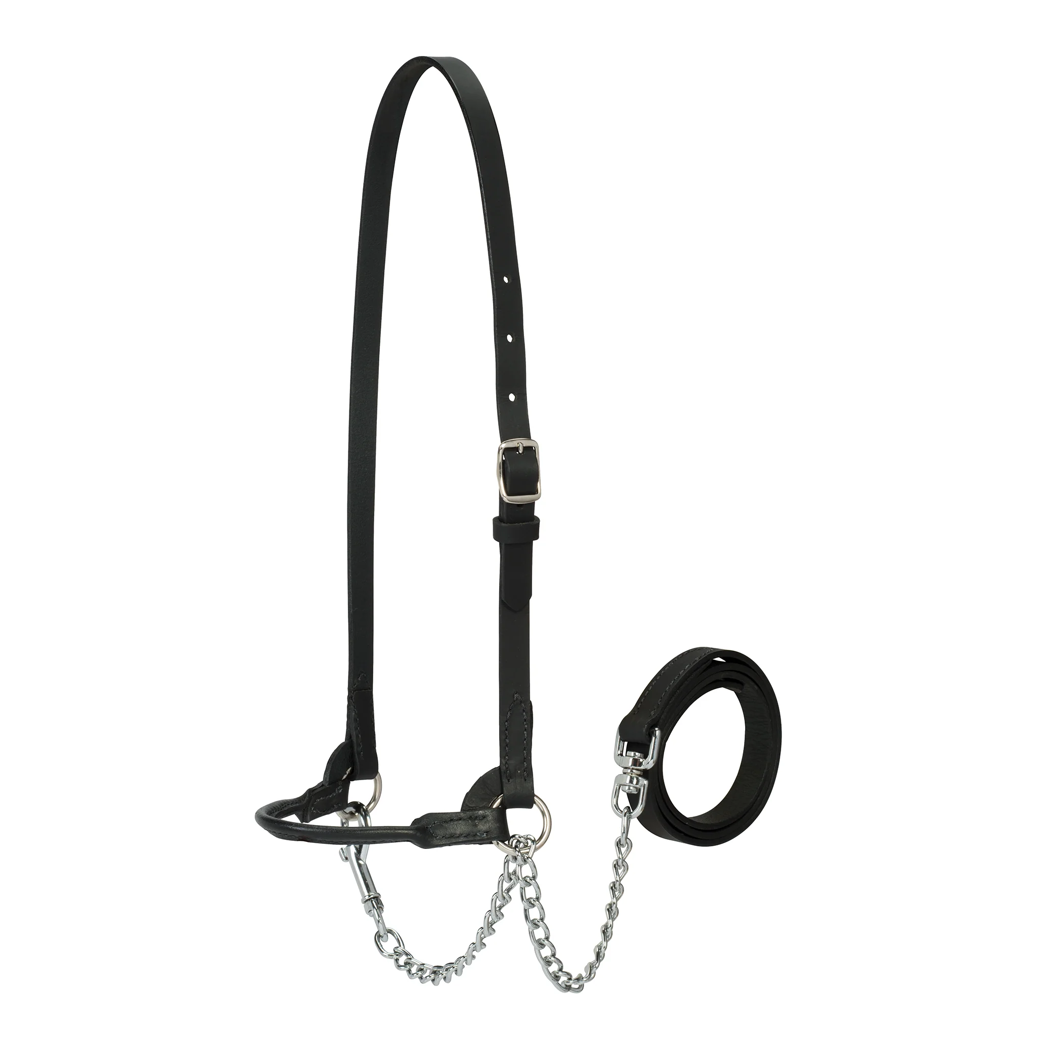 Dairy Show Halter
