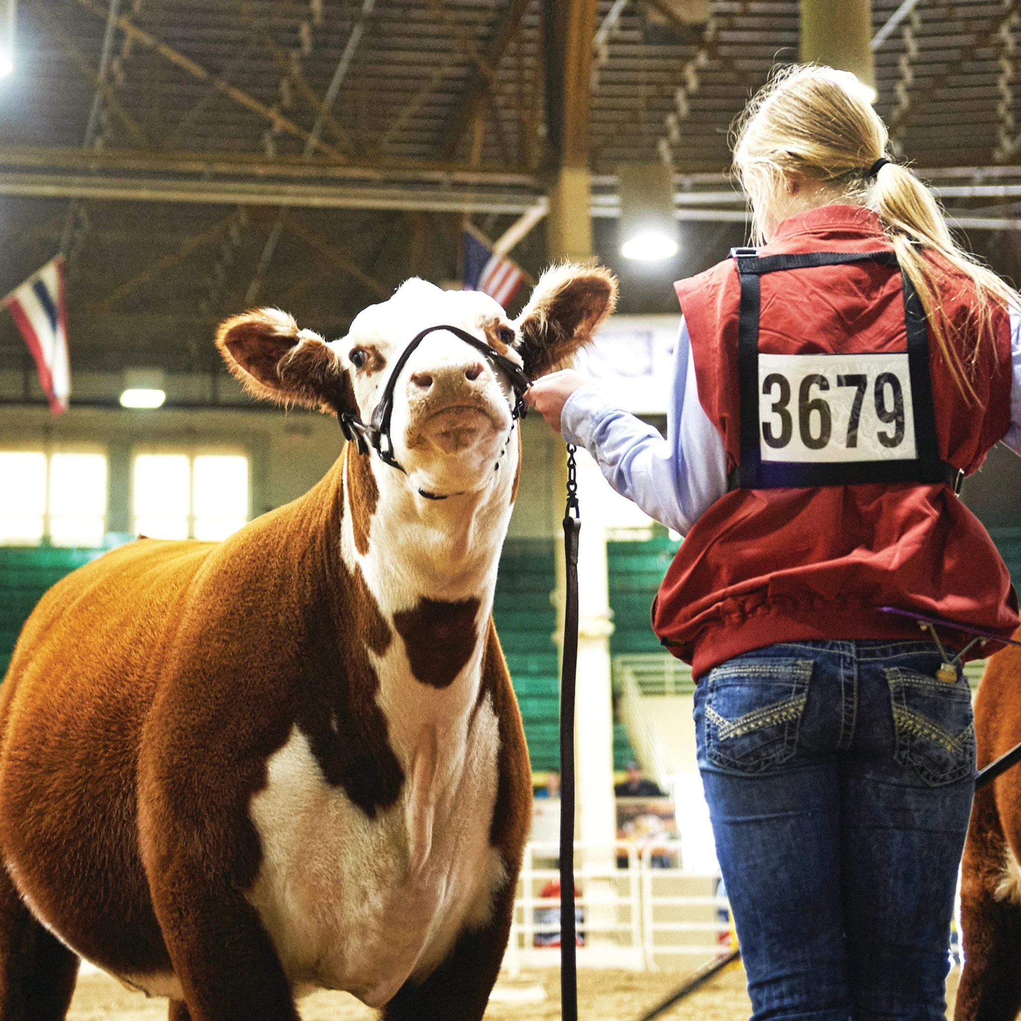 Nylon Exhibitor Number Harness - Image 2