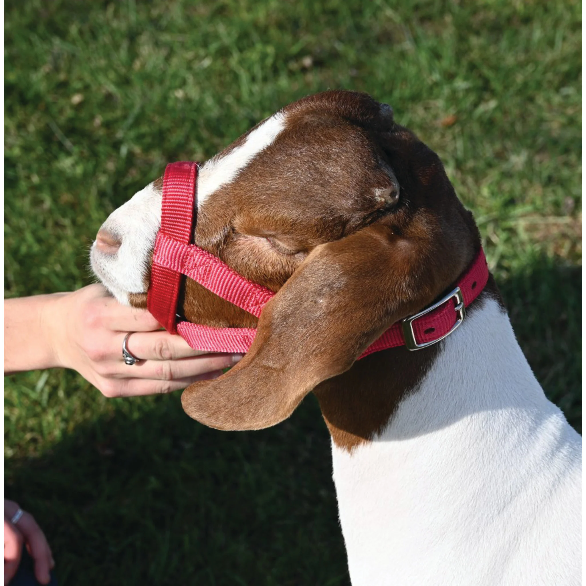 Nylon Goat Halter
