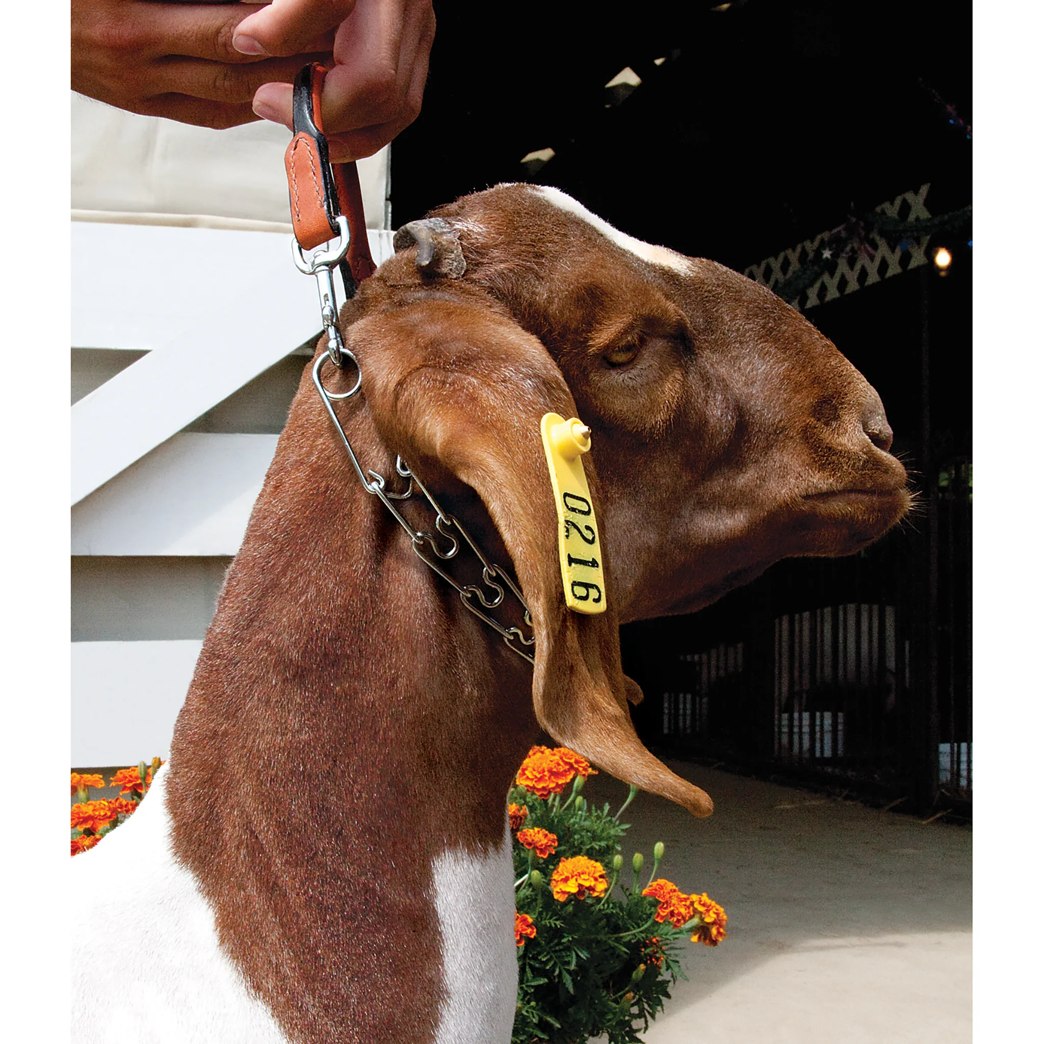 Leather and Chain Goat Collar, Pronged, 24" - Image 2