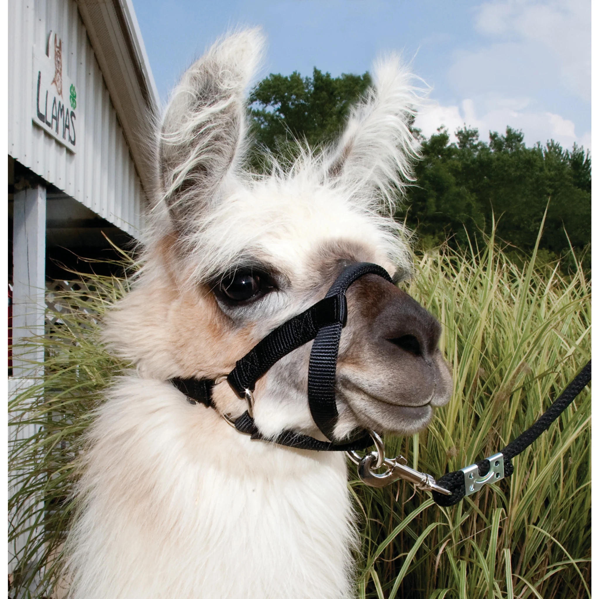 Llama Halter - Image 3