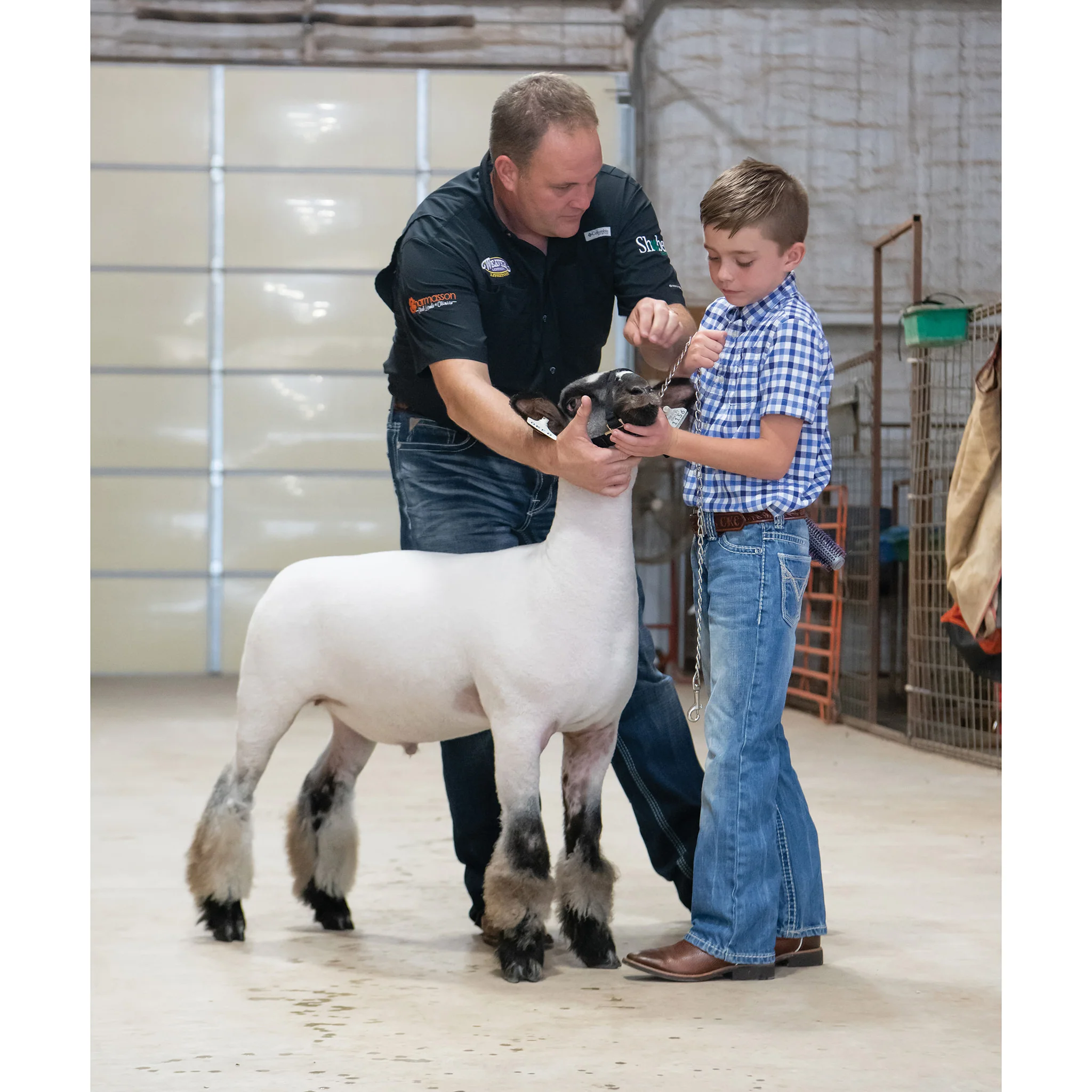Nylon Adjustable Sheep Halter with Chain Lead - Image 4