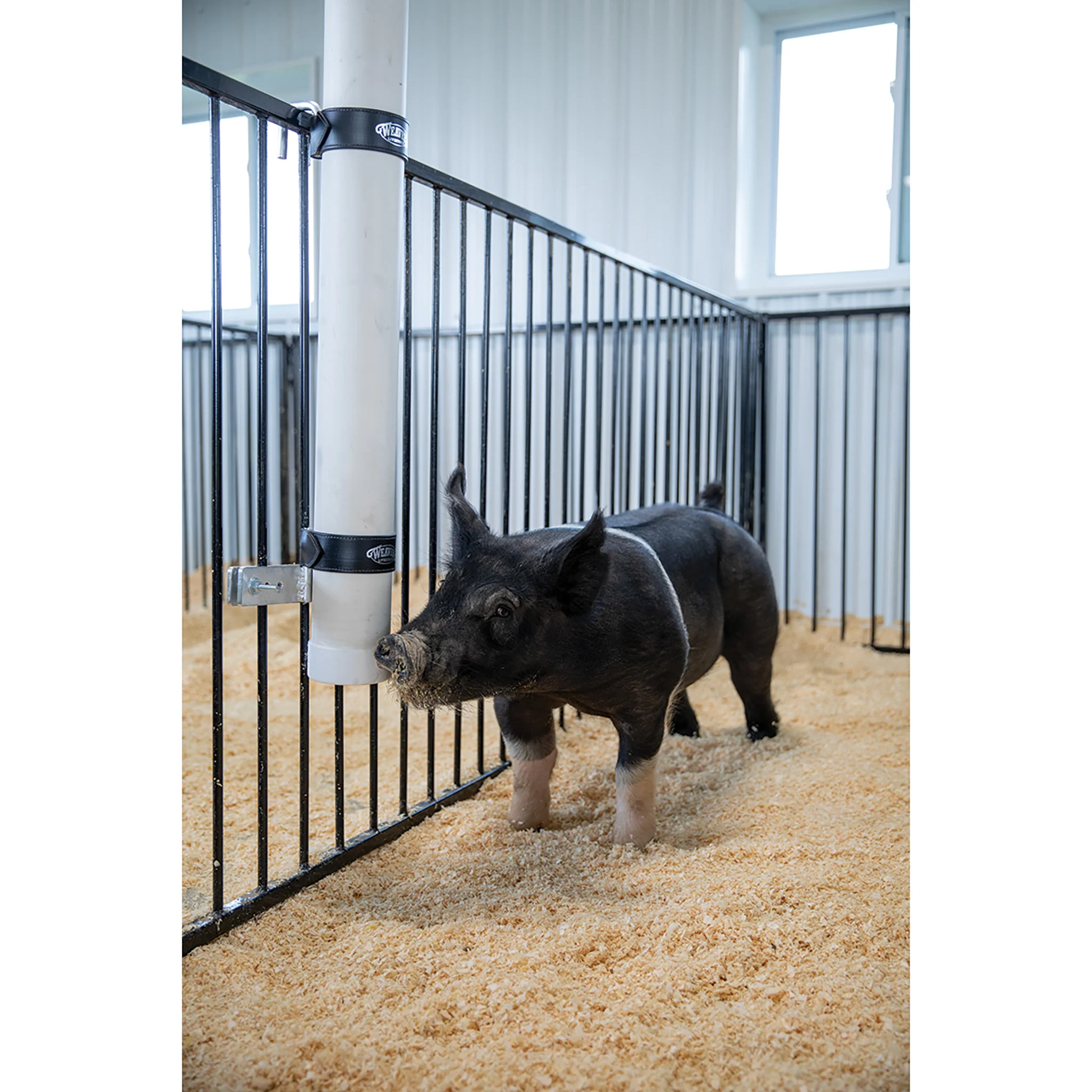 Pig Waterer - Image 4