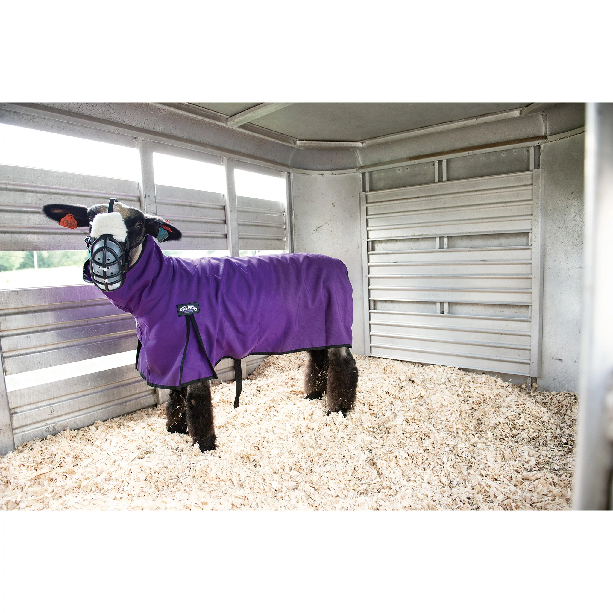 Plastic Sheep Muzzle - Image 2