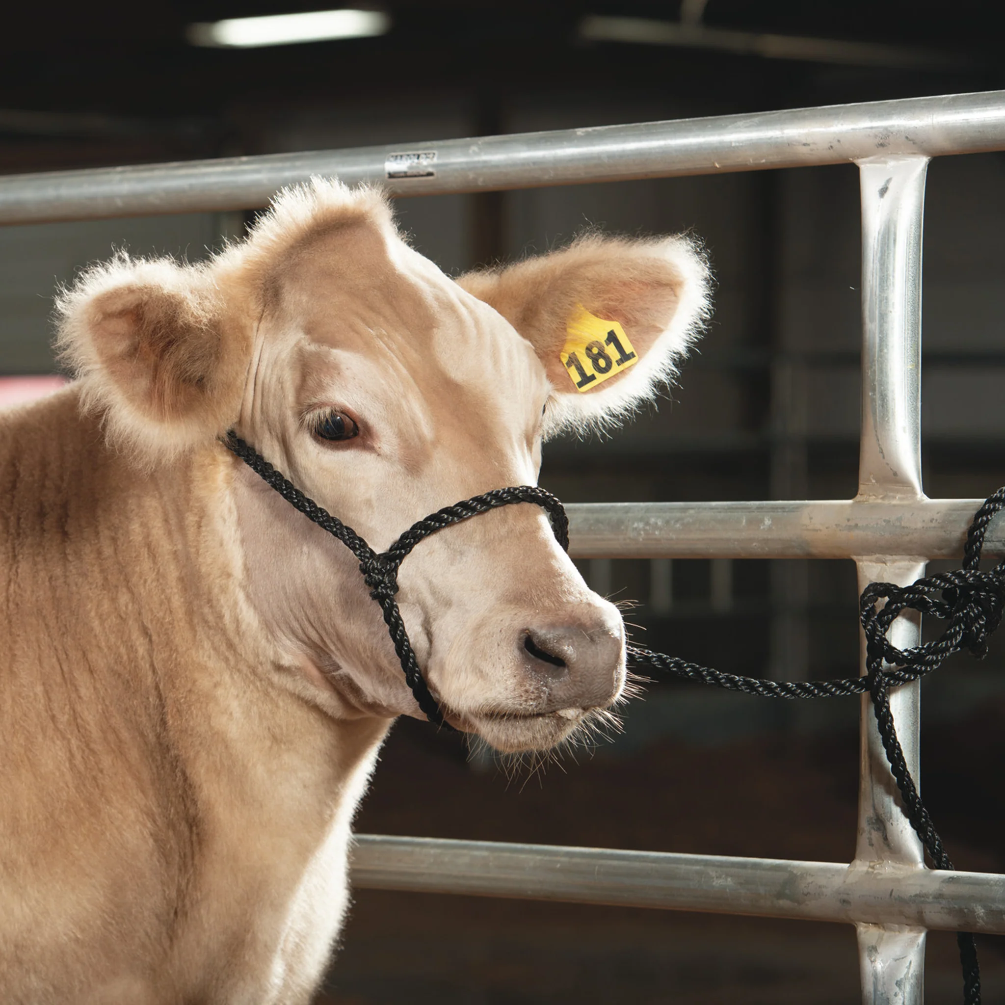 Poly Rope Breaking Halter - Image 7