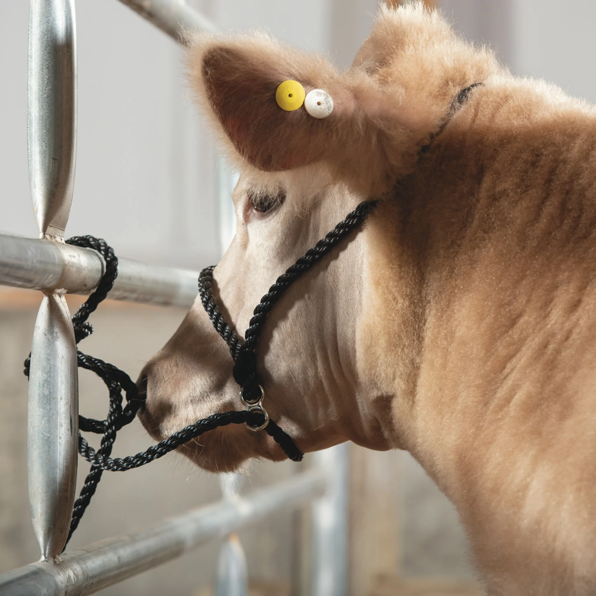 Poly Rope Breaking Halter - Image 8