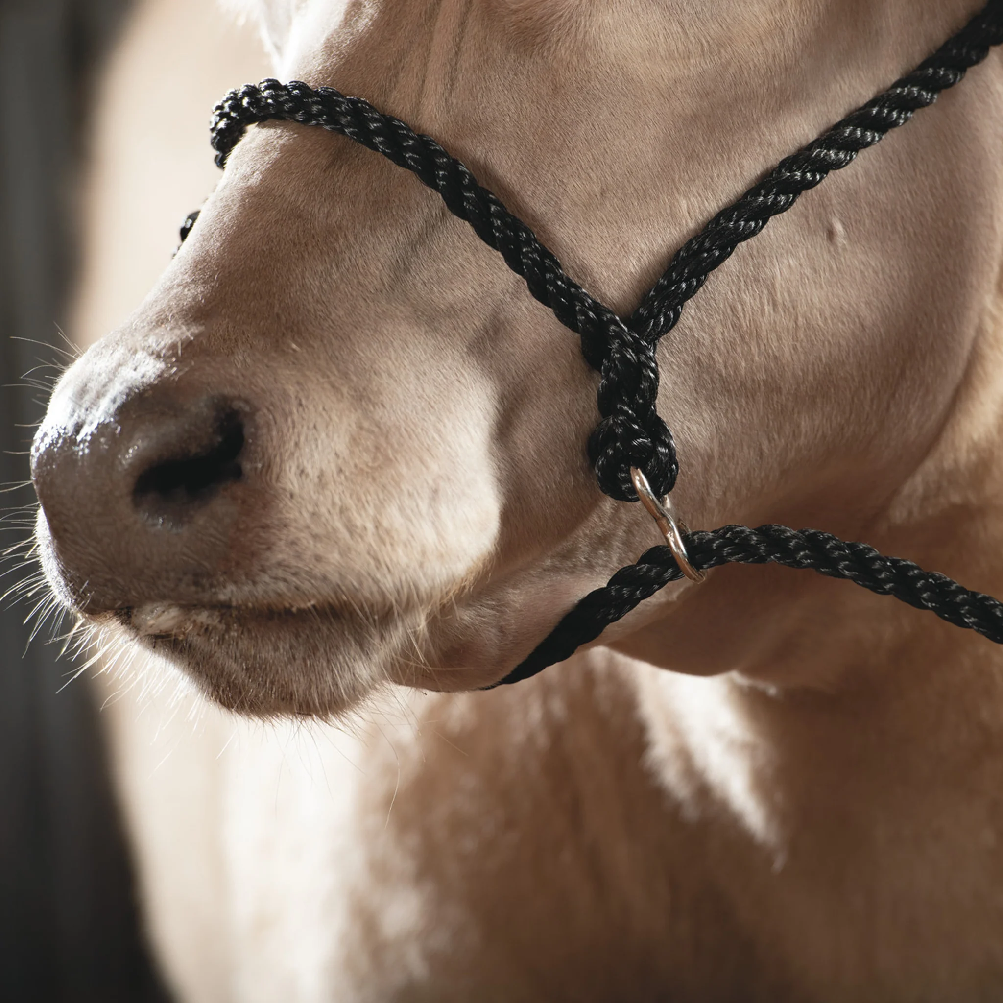 Poly Rope Breaking Halter - Image 9