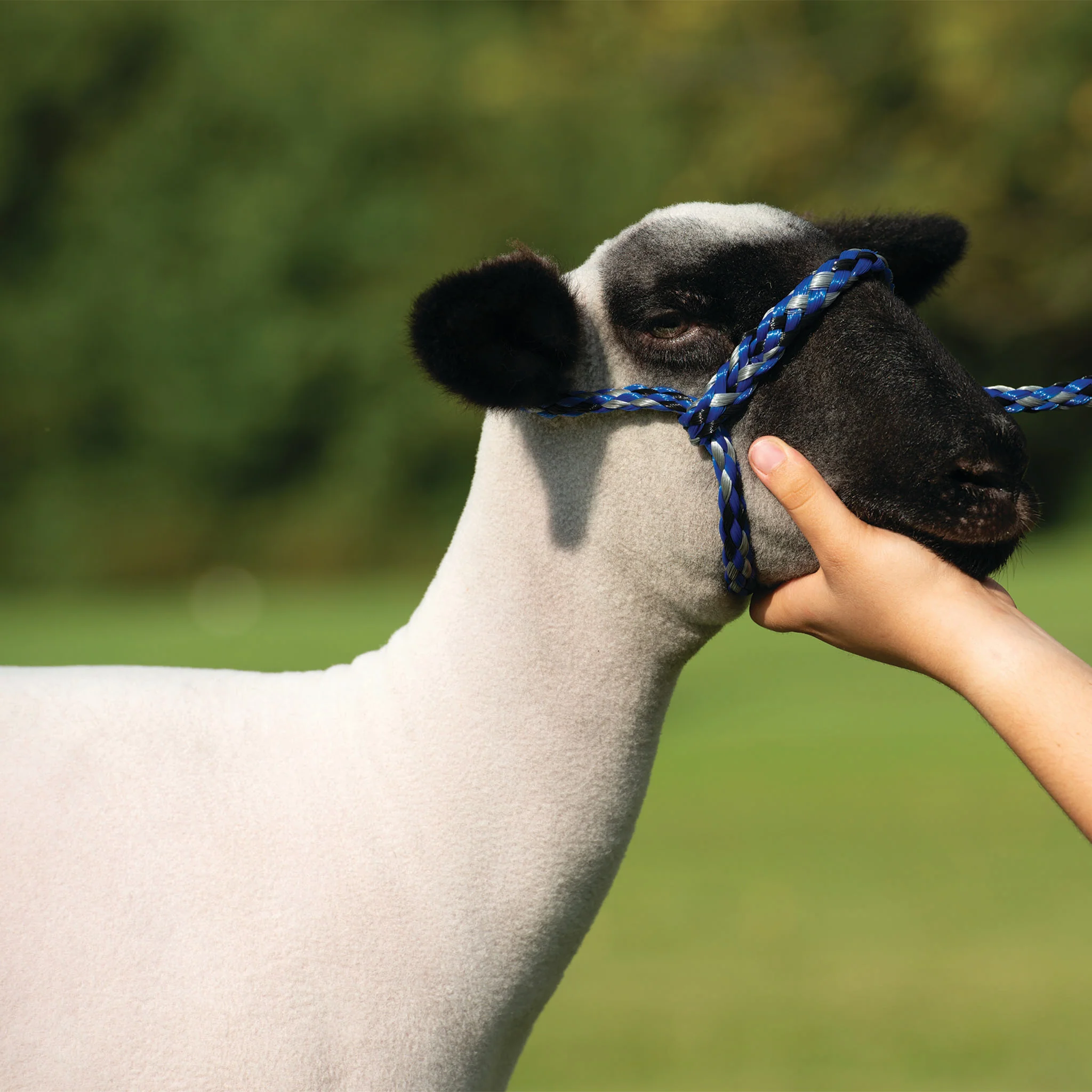Poly Rope Halter - Image 18