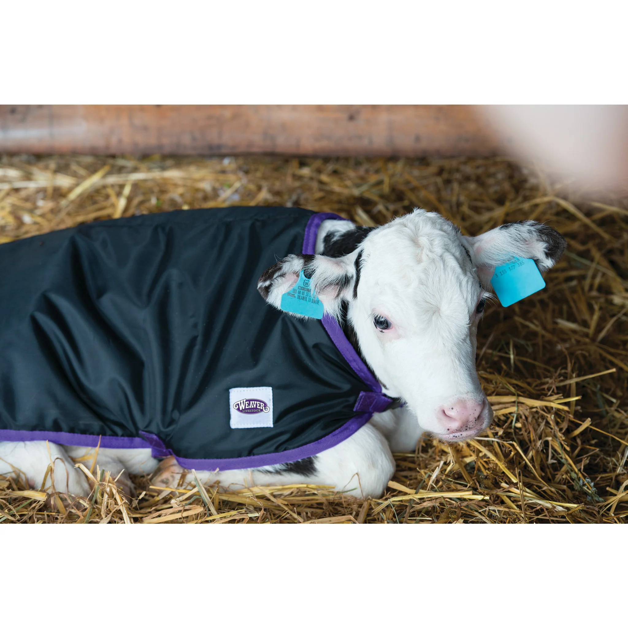 Pro Calf Blanket, Black - Image 2