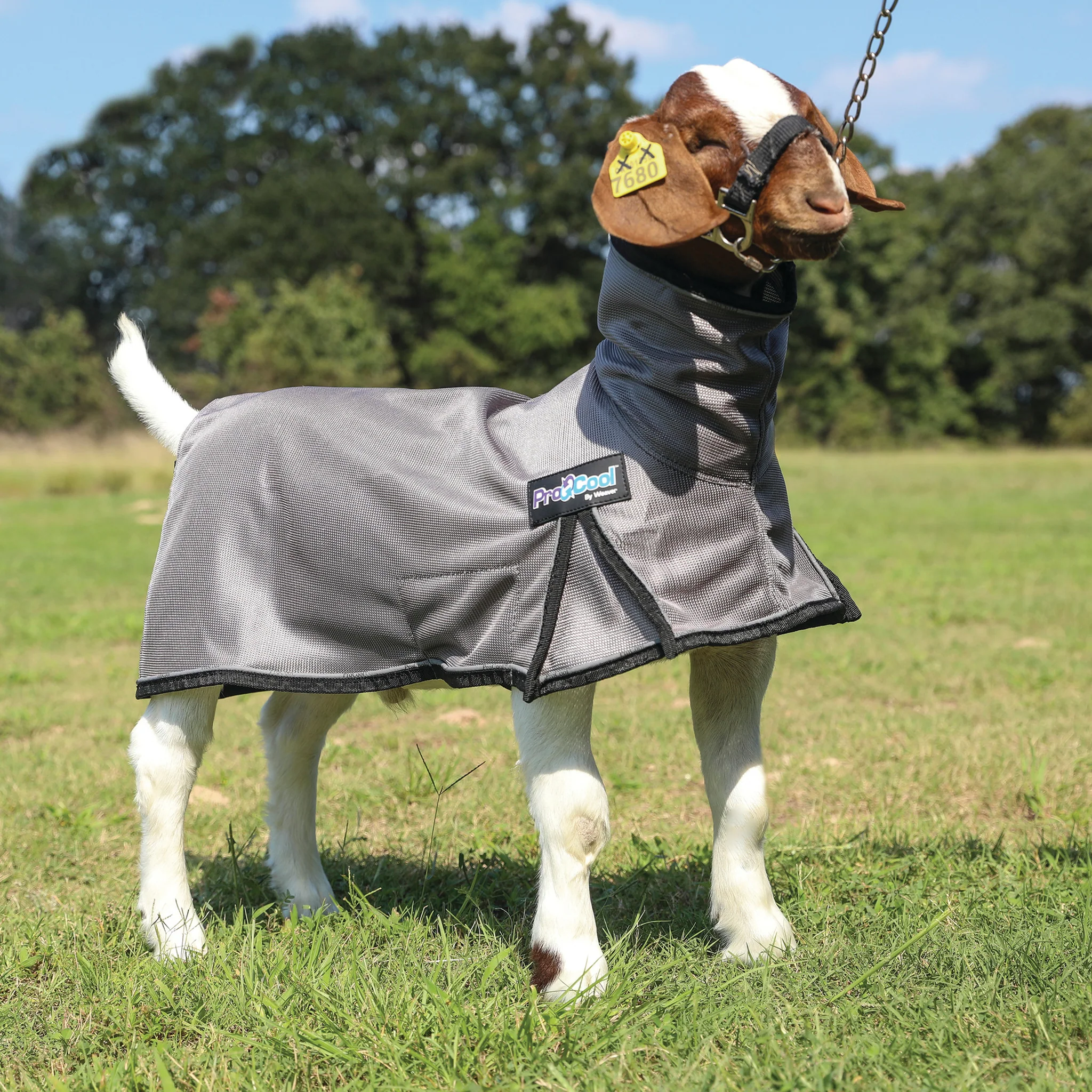ProCool™ Goat Blanket with Reflective Piping, Mesh Butt - Image 9