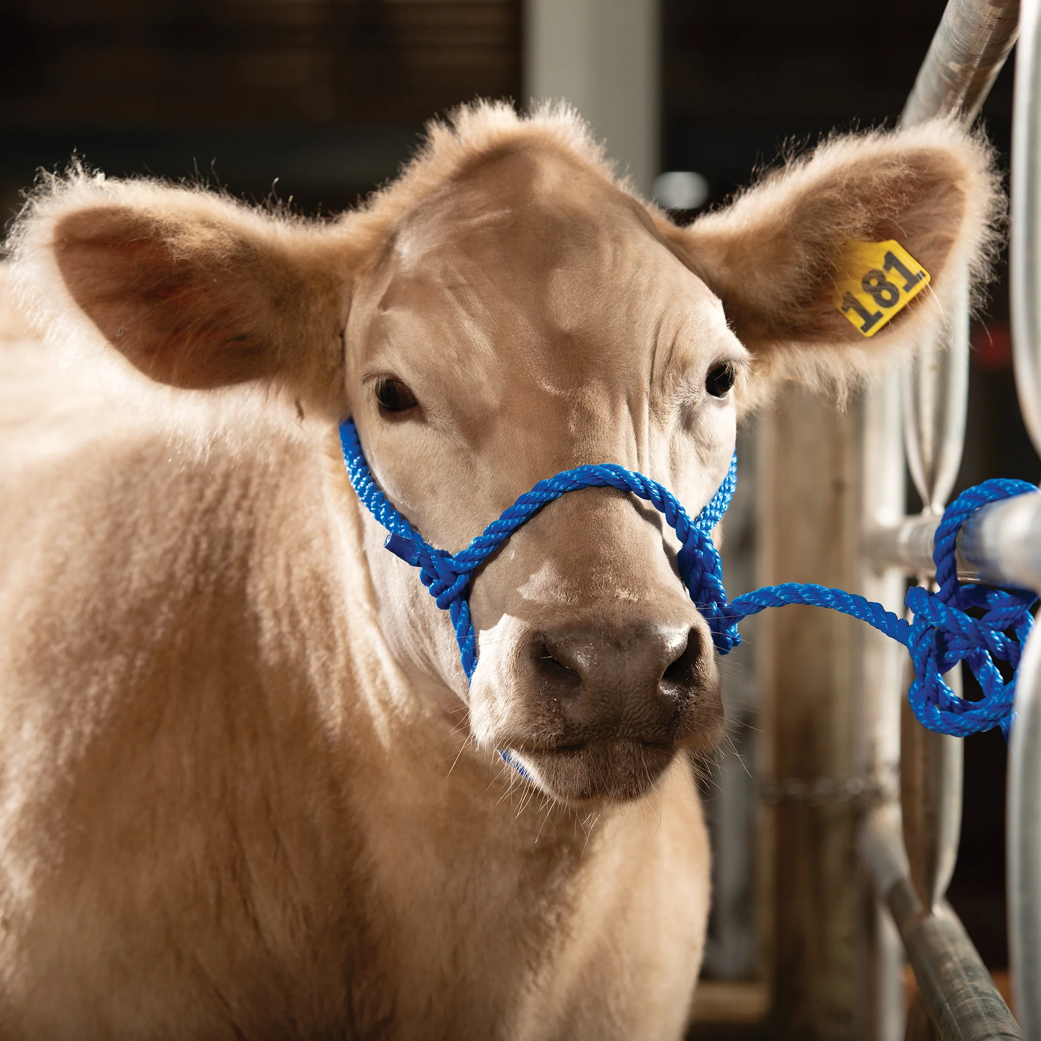 Rope Halter, Calf - Image 2