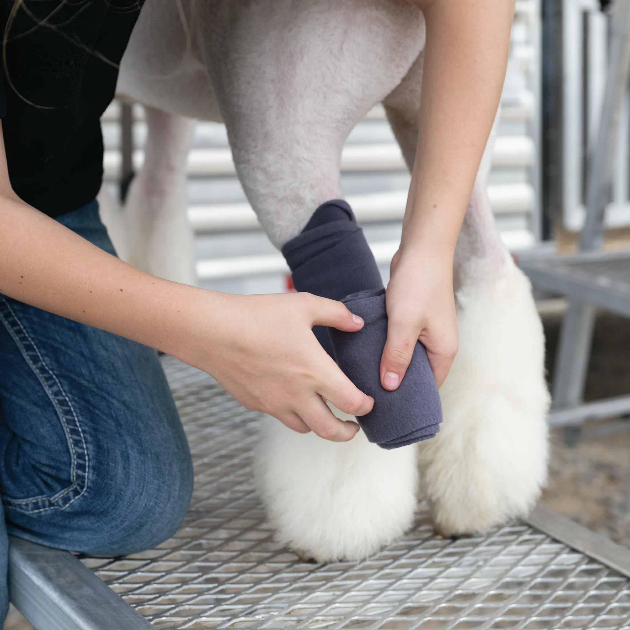 Sheep & Goat Fleece Leg Wraps, 4" x 56" - Image 3