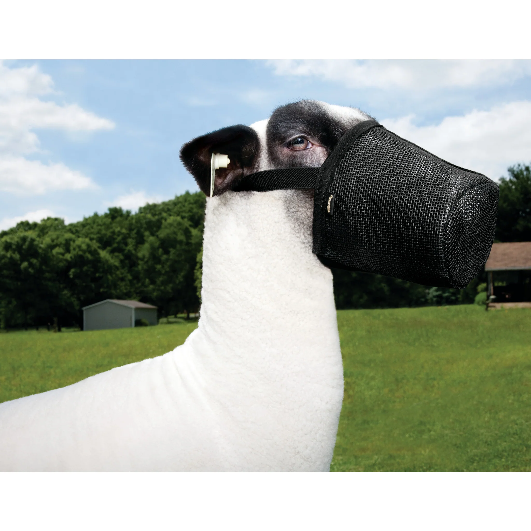 Sheep/Goat Muzzle - Image 2