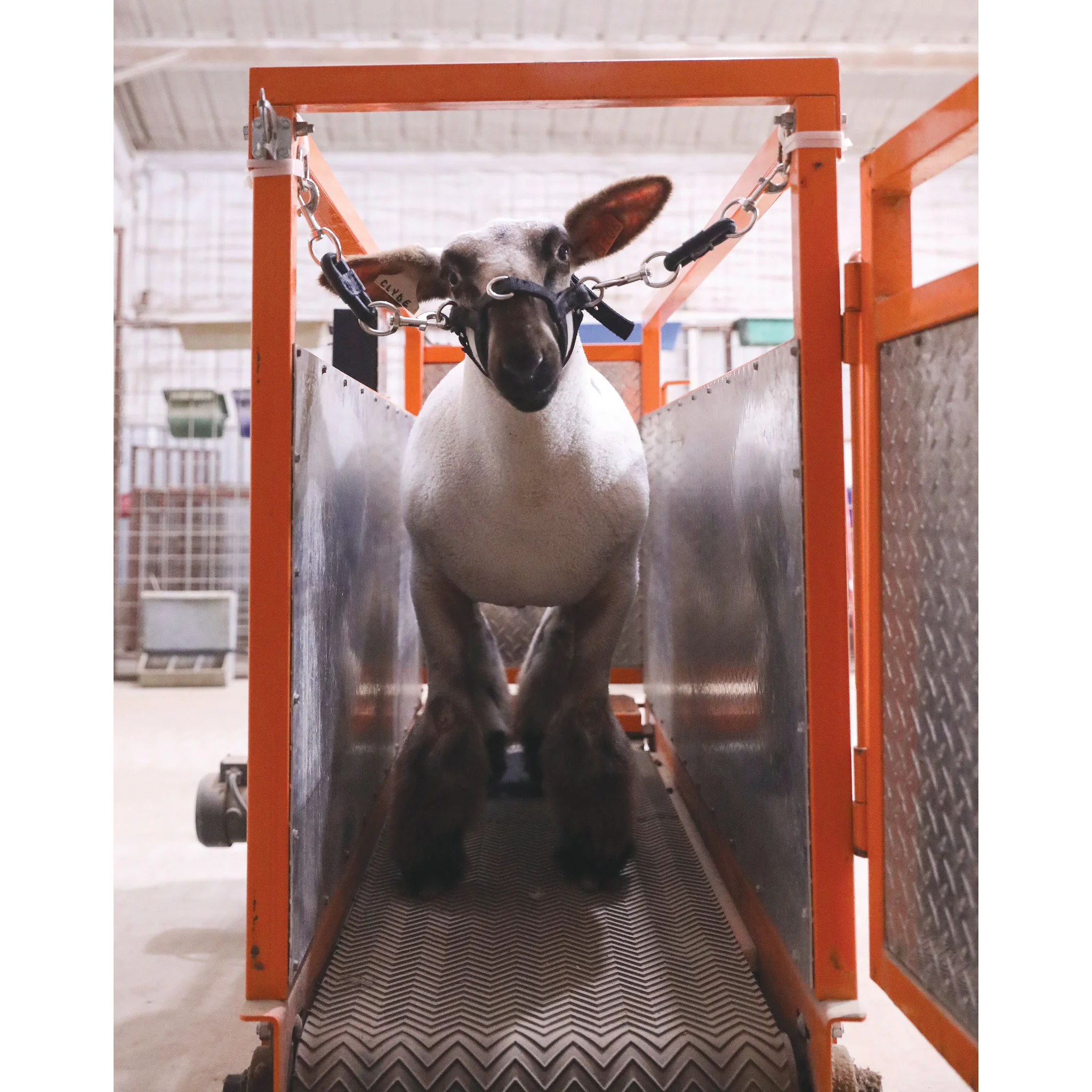 Treadmill Bungee Ties - Image 2